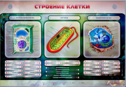 Стенды для кабинета биологии - «globural.ru» - Улан-Удэ
