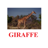 "Wild Animals-1" ("Дикие животные-1") английские карточки Домана - «globural.ru» - Улан-Удэ