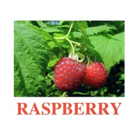 "Berries-1" ("Ягоды-1") английские карточки Домана - «globural.ru» - Улан-Удэ