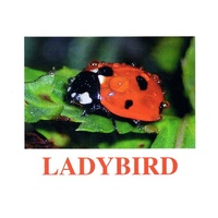 "Insects" ("Насекомые") английские карточки Домана - «globural.ru» - Улан-Удэ