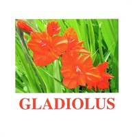 "Flowers-1" ("Цветы-1") английские карточки Домана - «globural.ru» - Улан-Удэ