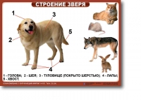 Ознакомление с окружающим миром. 1-4 класс. Комплект таблиц. Наглядные пособия для начальной школы, учебные пособия - «globural.ru» - Улан-Удэ