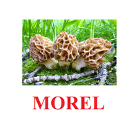 "Mushrooms" ("Грибы") английские карточки Домана - «globural.ru» - Улан-Удэ