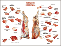 Правила разделки мясных туш "Говядина и телятина" 1000*1400 винил - «globural.ru» - Улан-Удэ