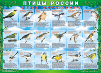 Таблица Птицы России из  4 листов в комплекте 1000*1400 винил	 - «globural.ru» - Улан-Удэ