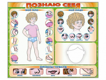 Стенд маркерный "Познаю себя" (тело, голова, органы чувств) - «globural.ru» - Улан-Удэ