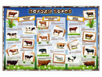 Стенд "Породы коров" - «globural.ru» - Улан-Удэ